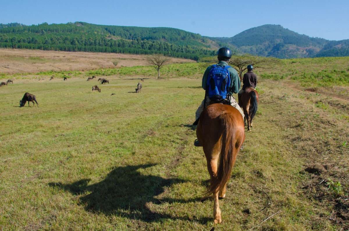 Horse Riding Adventures